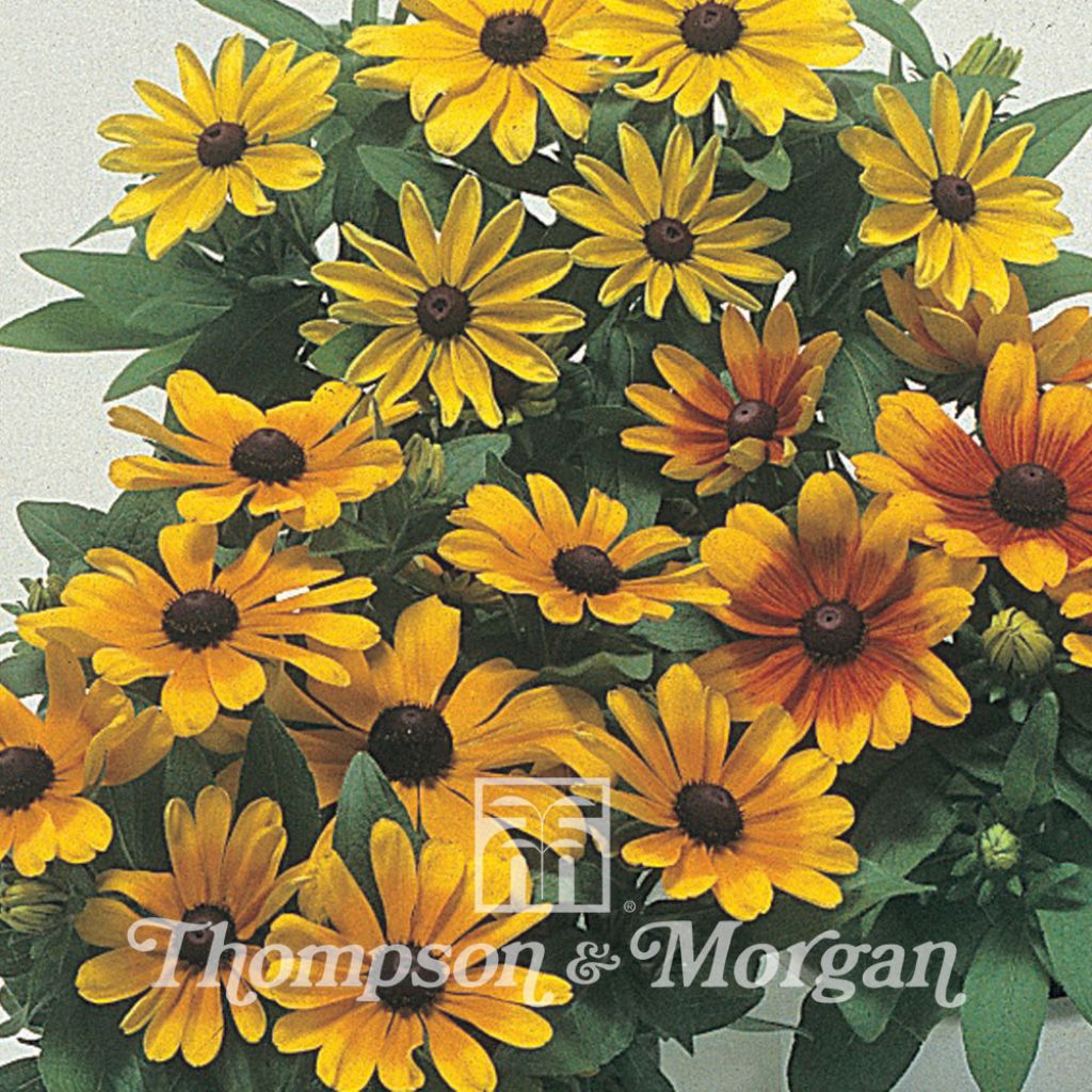 Rauher Sonnenhut Becky Mixed (Samen) - Rudbeckia