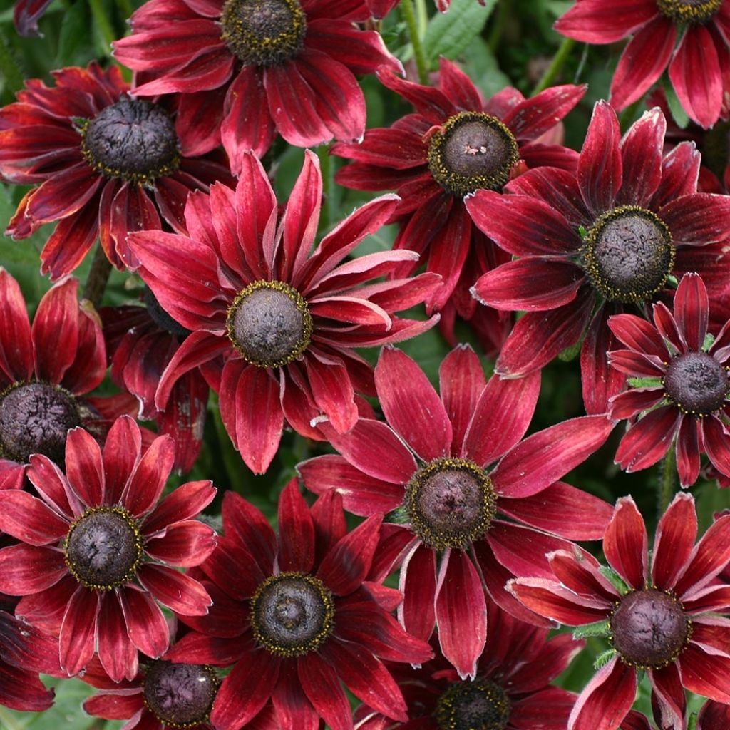 Rauher Sonnenhut Cherry Brandy - Rudbeckia