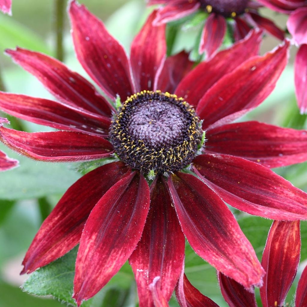 Rudbeckia annuel Cherry Brandy Mini-mottes