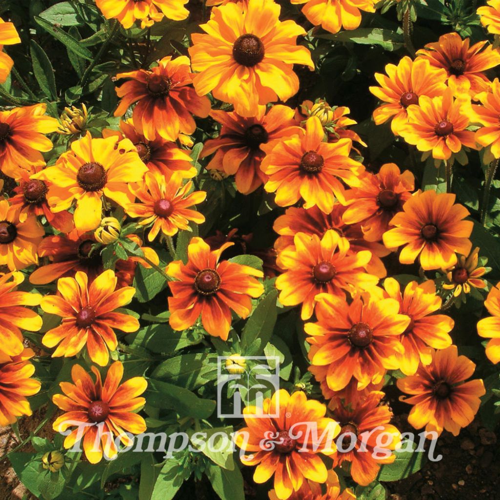 Rauher Sonnenhut Rustic Dwarf Mixed (Samen) - Rudbeckia