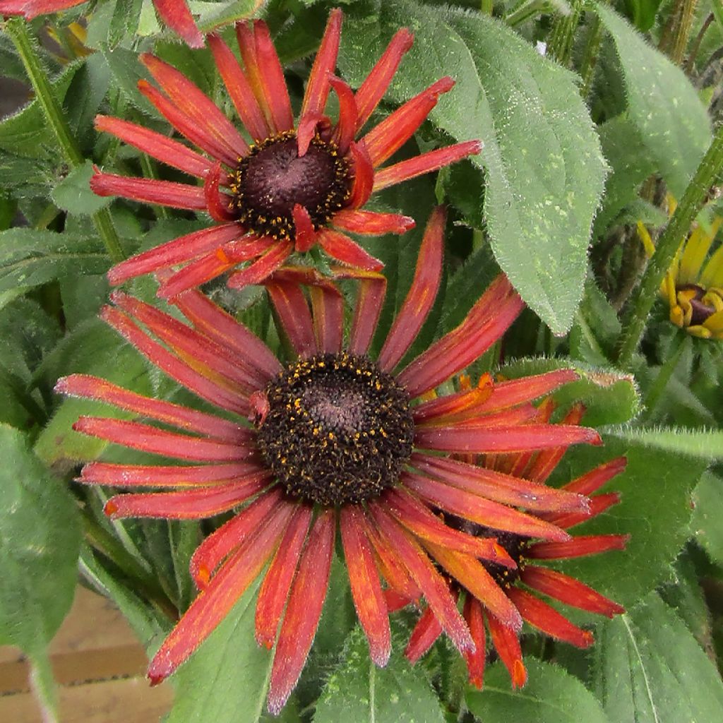 Rudbeckia Summerina Electra Shock - Sonnenhut