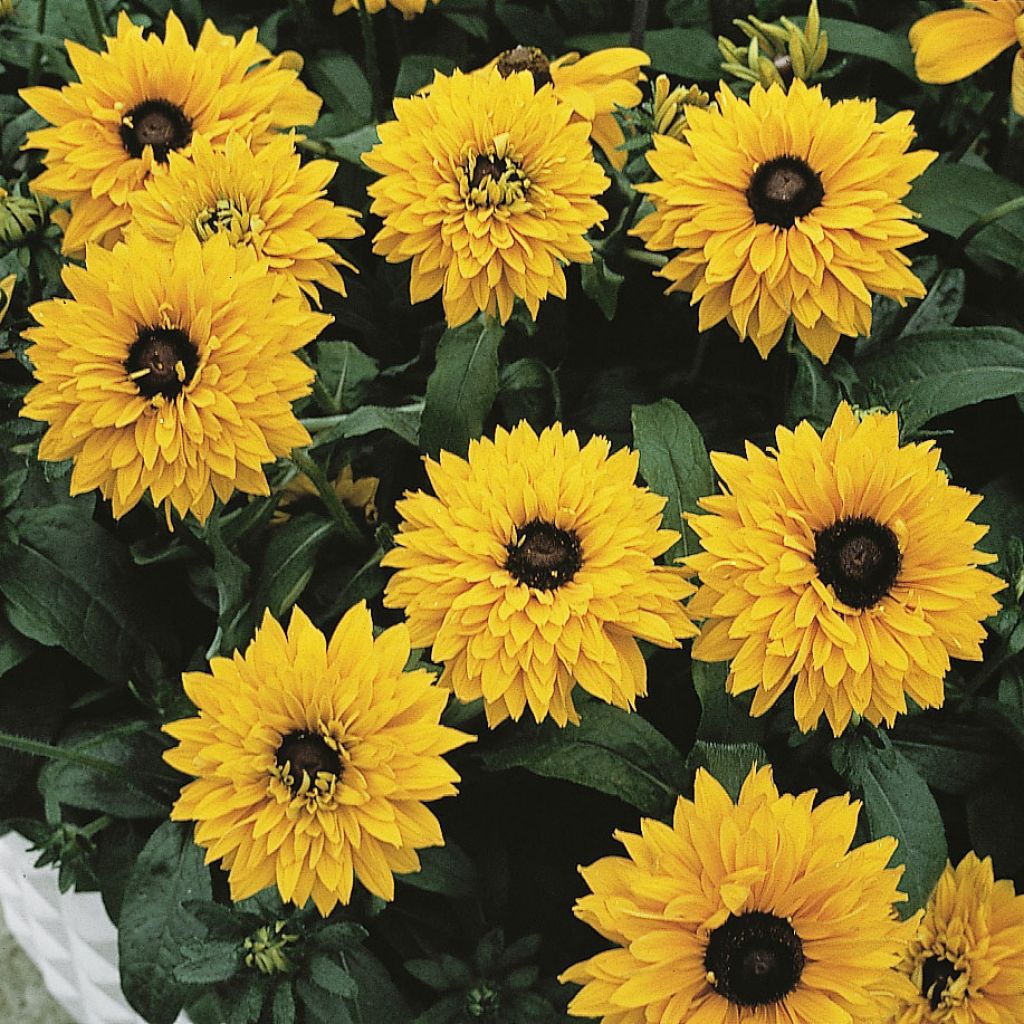 Rauher Sonnenhut Goldilocks - Rudbeckia