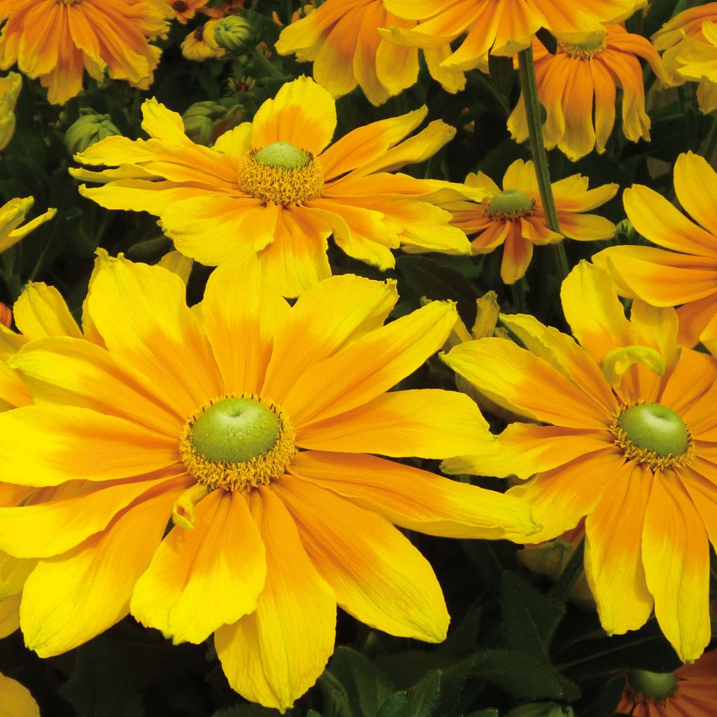 Rauher Sonnenhut Prairie Sun - Rudbeckia