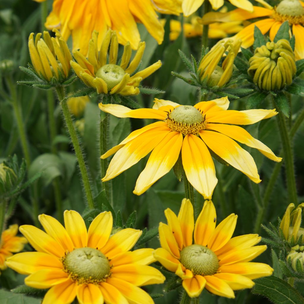 Rauher Sonnenhut Prairie Sun - Rudbeckia