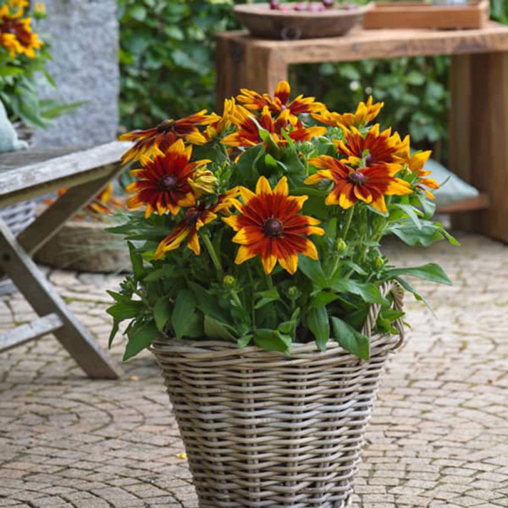 Rauher Sonnenhut Sunbeckia Mia - Rudbeckia