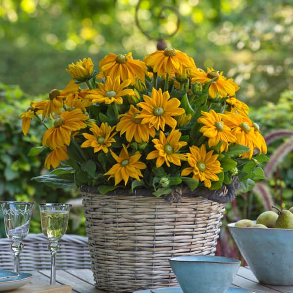 Rauher Sonnenhut Sunbeckia Ophelia - Rudbeckia