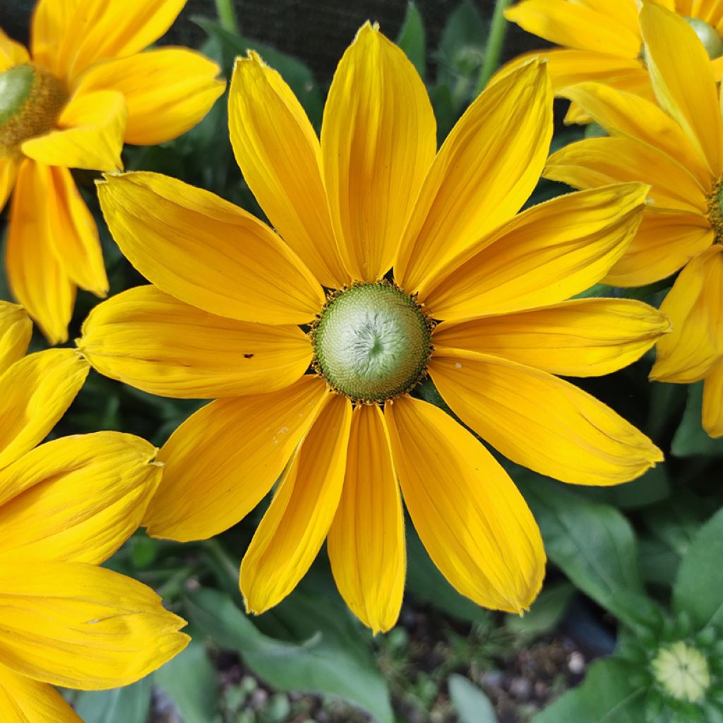 Rauher Sonnenhut Sunbeckia Ophelia - Rudbeckia