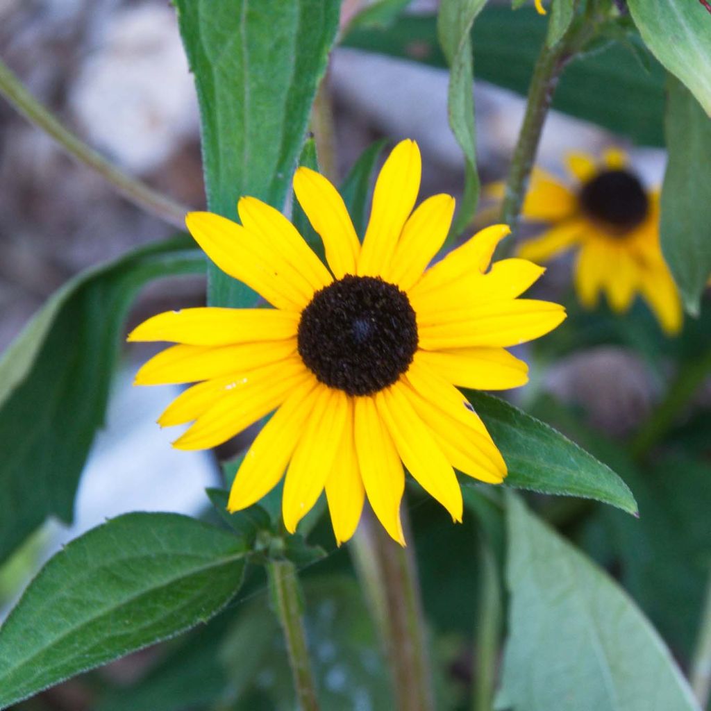 Gemeiner Sonnenhut Early Bird Gold - Rudbeckia fulgida