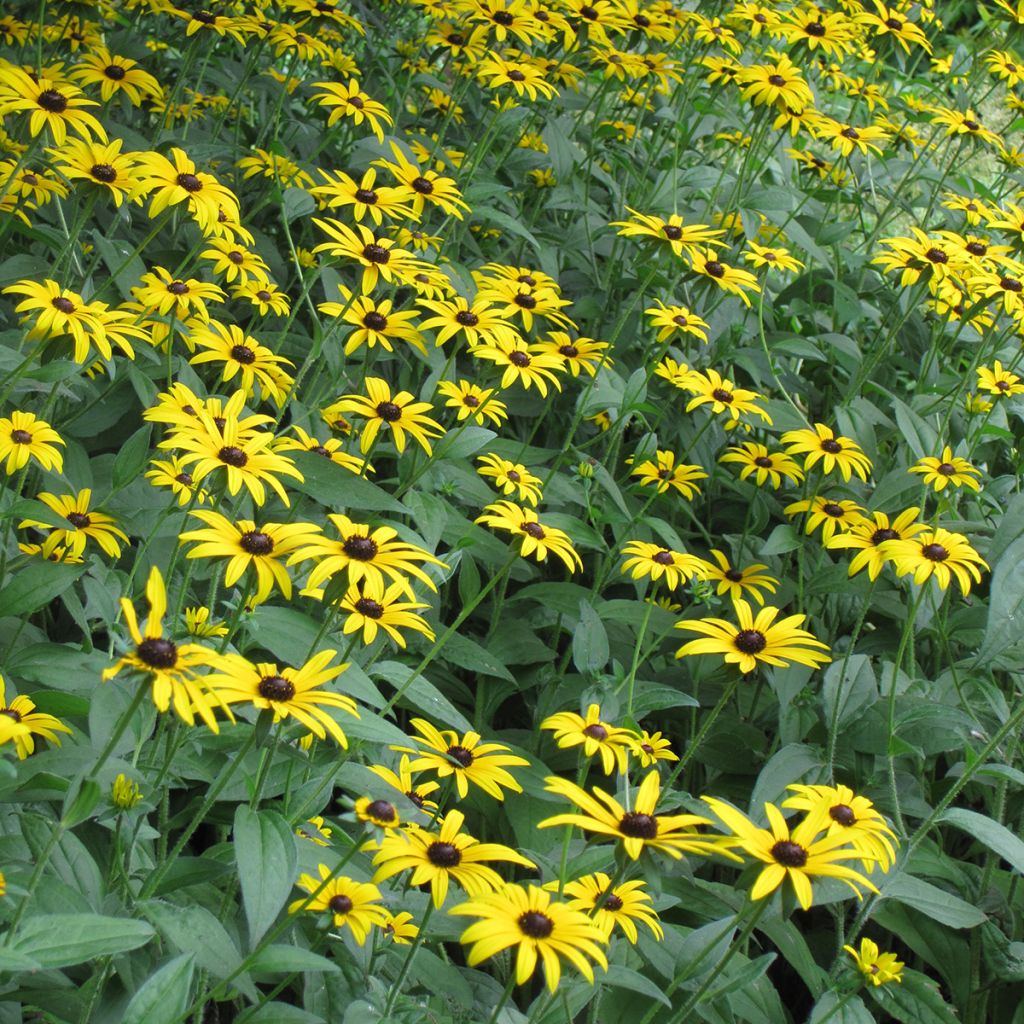 Gemeiner Sonnenhut Early Bird Gold - Rudbeckia fulgida