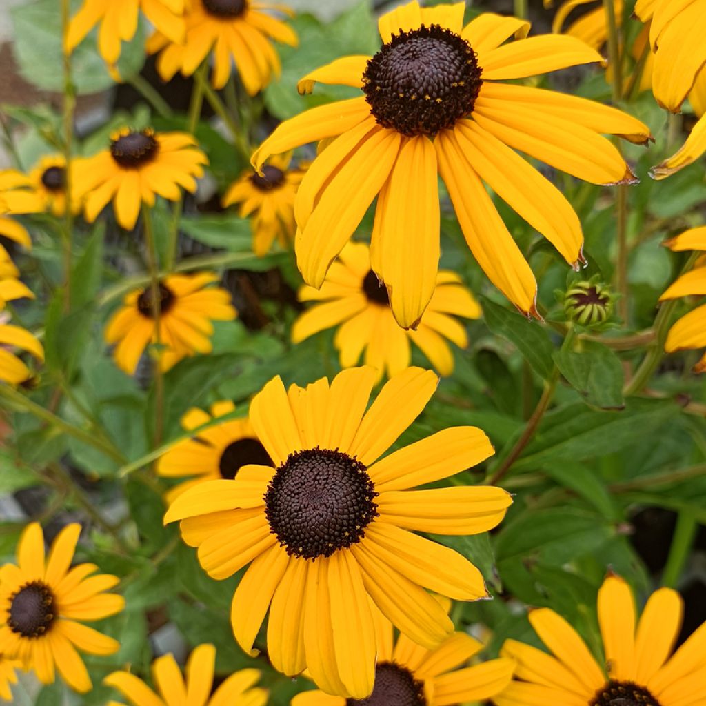 Rudbeckia fulgida Early Bird Gold