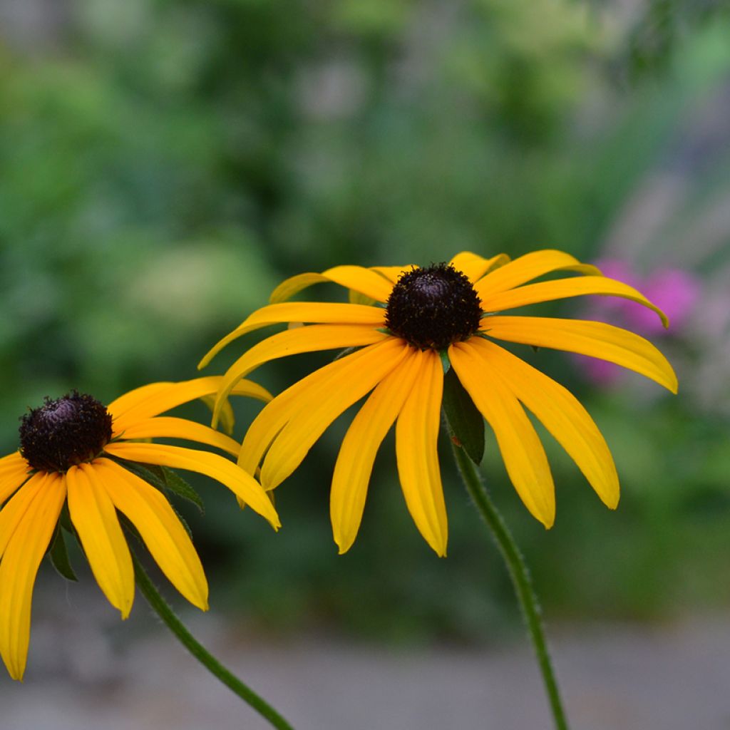 Gemeiner Sonnenhut Forever Gold - Rudbeckia fulgida