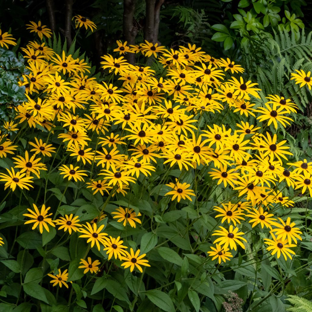 Gemeiner Sonnenhut Goldsturm - Rudbeckia fulgida