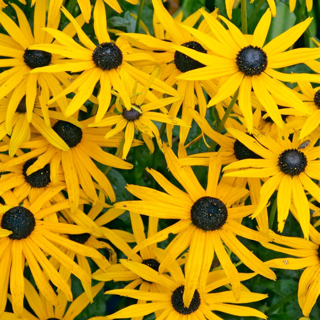 Gemeiner Sonnenhut Goldsturm - Rudbeckia fulgida