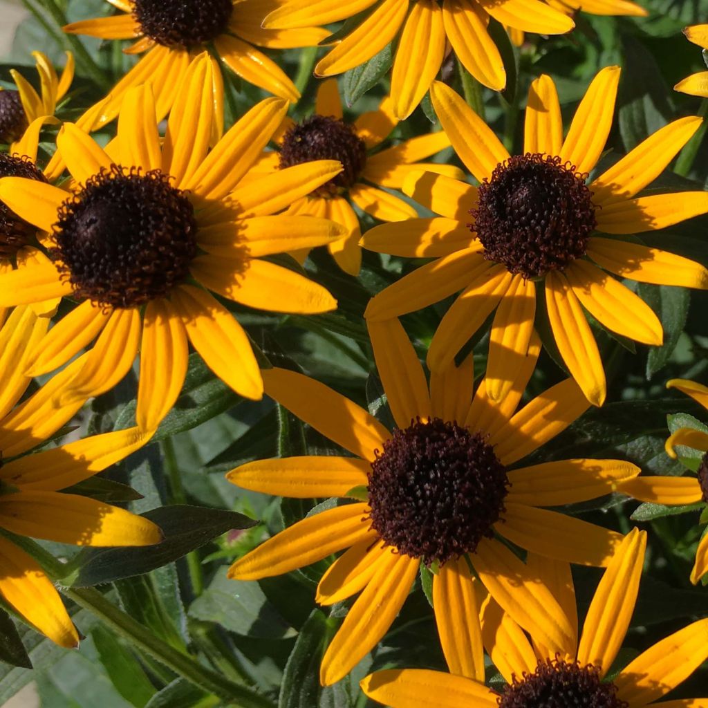 Gemeiner Sonnenhut Little Goldstar - Rudbeckia fulgida var.sullivantii