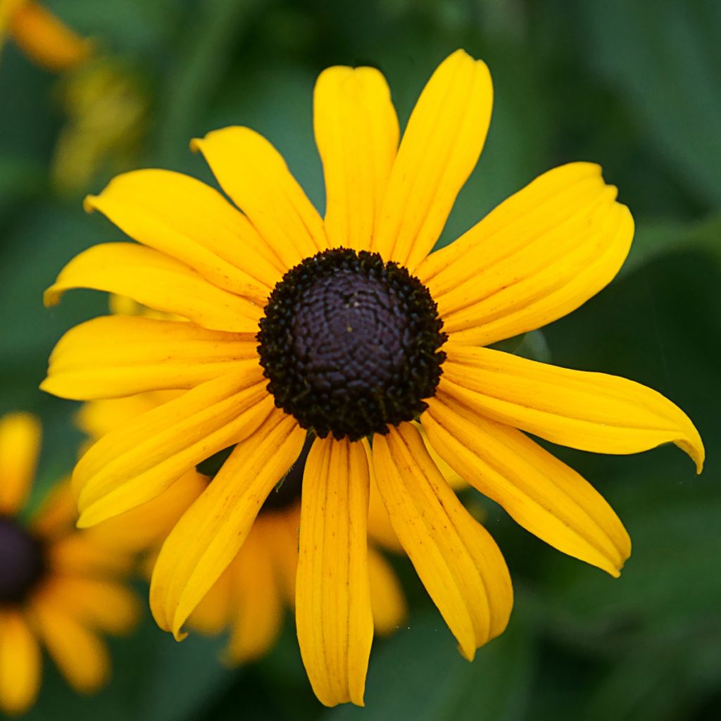 Gemeiner Sonnenhut Pot of Gold - Rudbeckia fulgida var. sullivantii