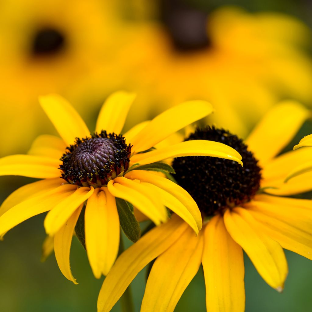 Gemeiner Sonnenhut Pot of Gold - Rudbeckia fulgida var. sullivantii