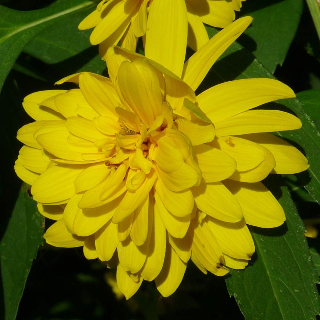 Schlitzblättriger Sonnenhut Goldquelle - Rudbeckia laciniata