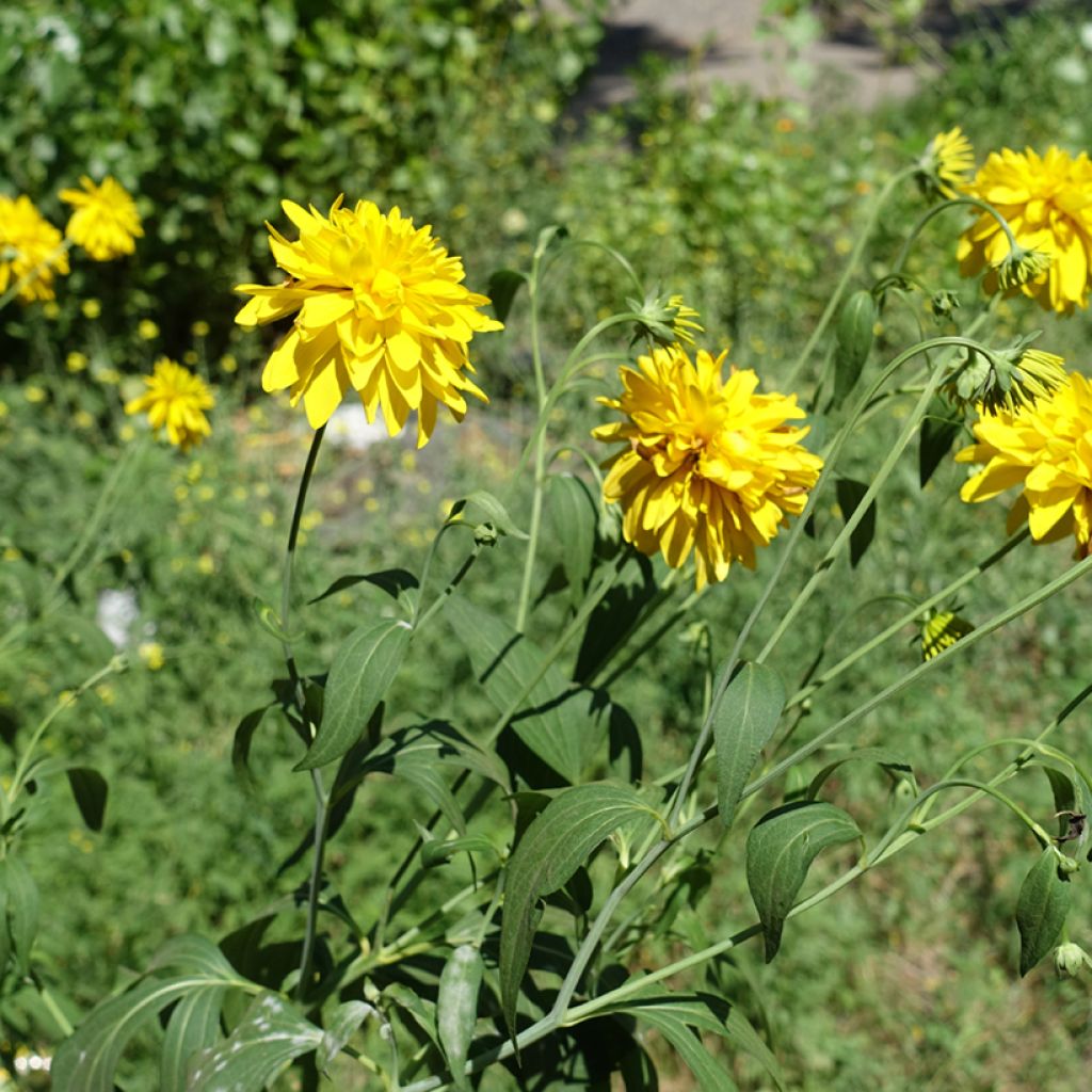 Schlitzblättriger Sonnenhut Goldquelle - Rudbeckia laciniata