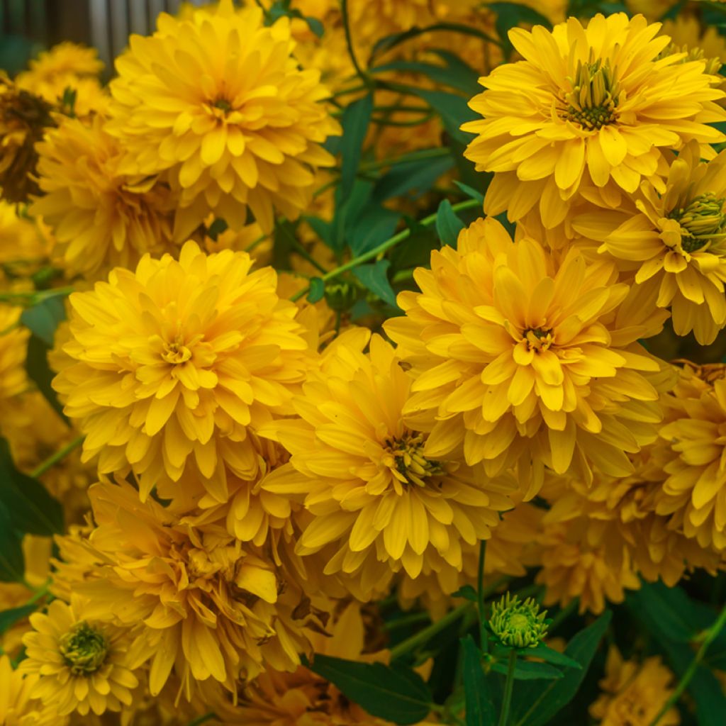 Schlitzblättriger Sonnenhut Goldquelle - Rudbeckia laciniata