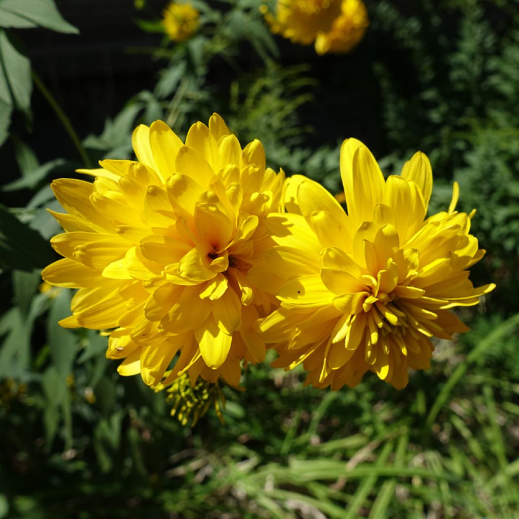 Schlitzblättriger Sonnenhut Goldquelle - Rudbeckia laciniata