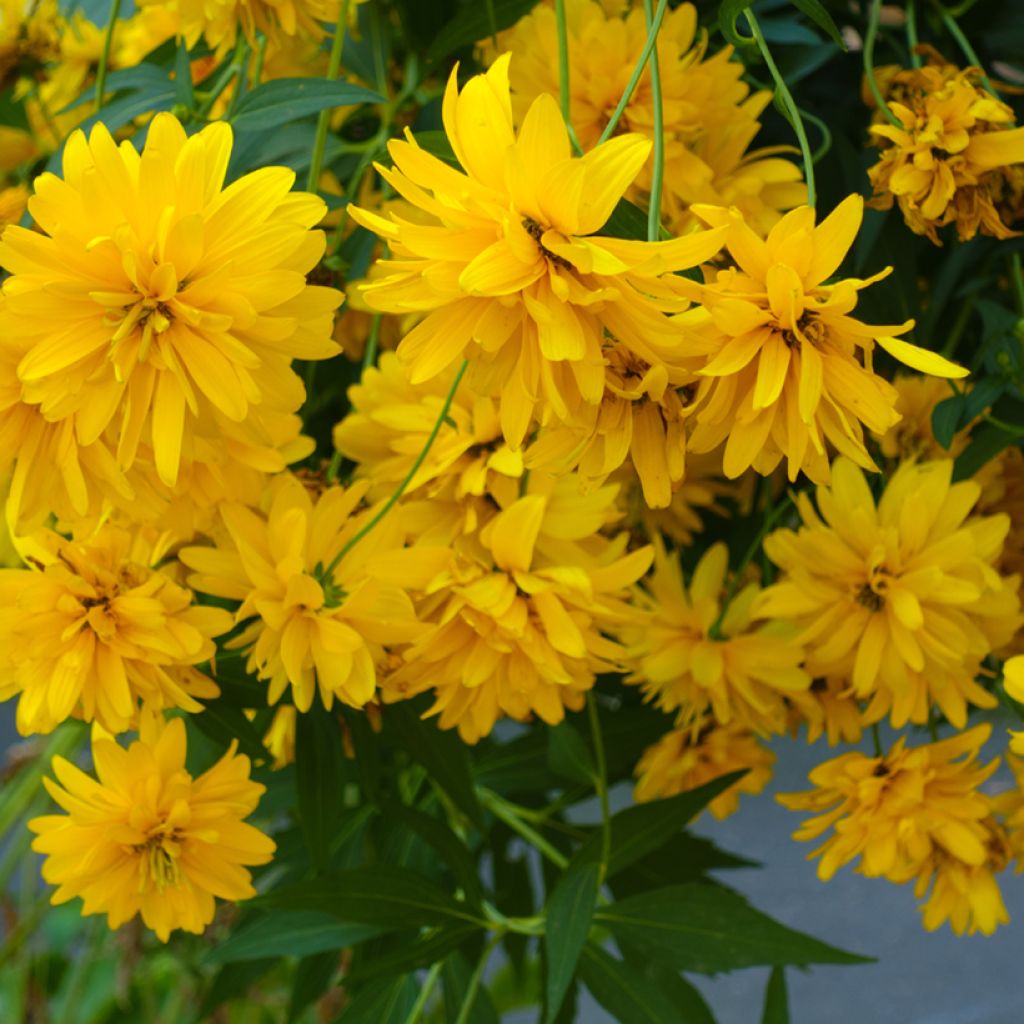 Schlitzblättriger Sonnenhut Goldquelle - Rudbeckia laciniata