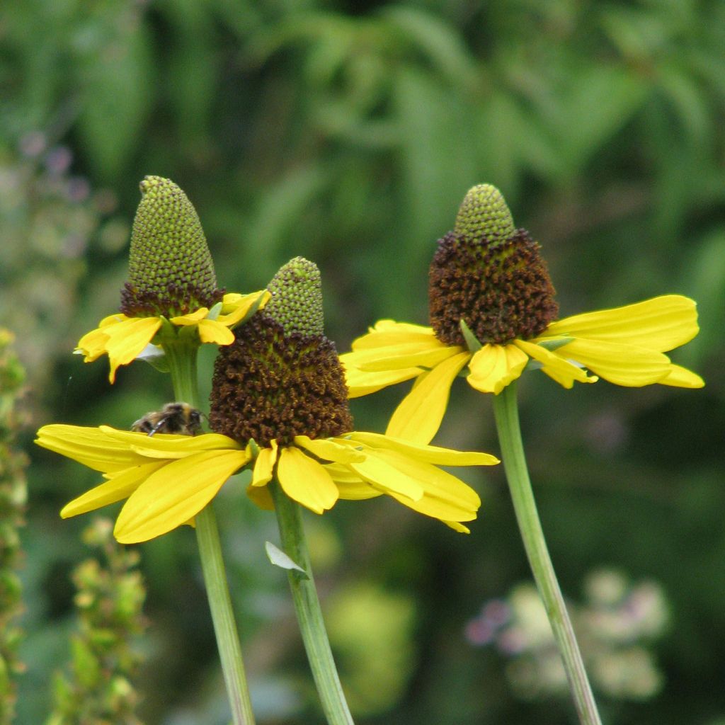 Riesen-Sonnenhut - Rudbeckia maxima