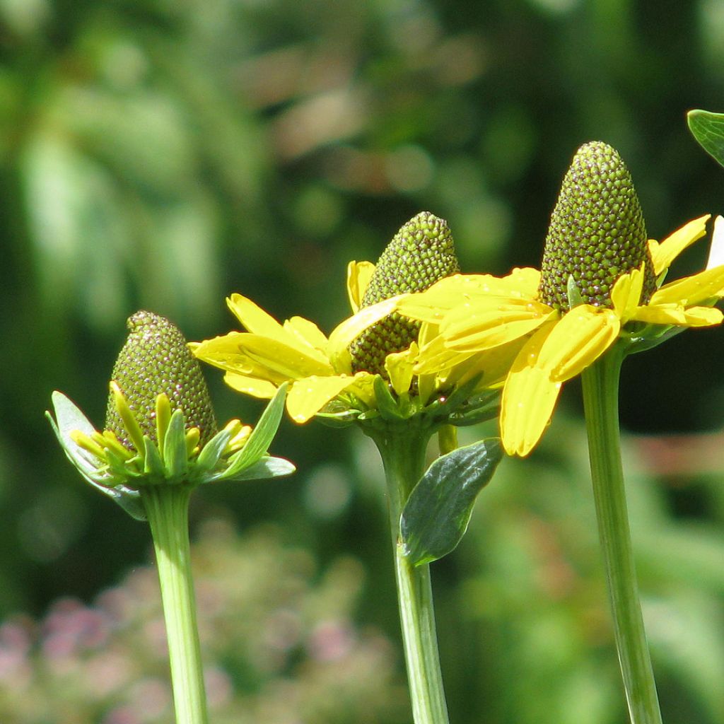 Rudbeckia maxima - Grande Echinacée