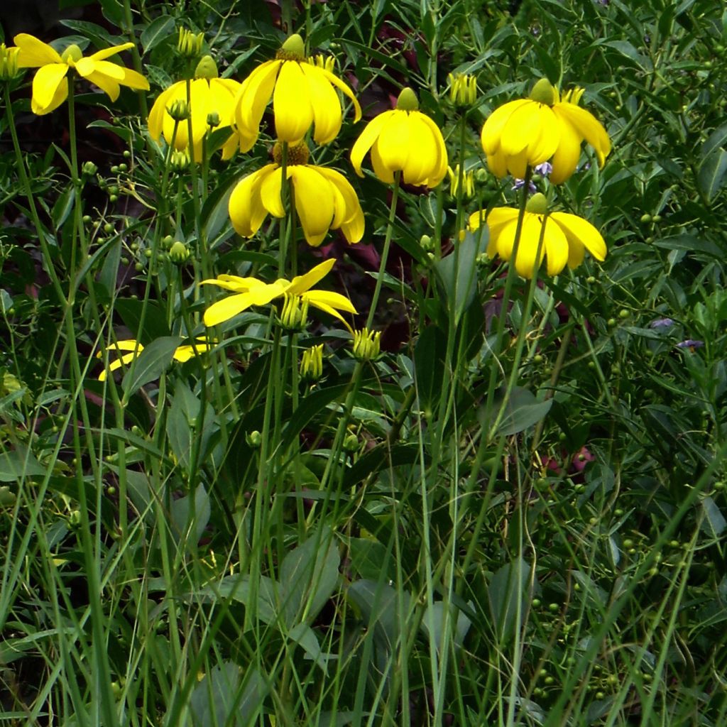 Fallschirm-Sonnenhut Herbstsonne - Rudbeckia nitida