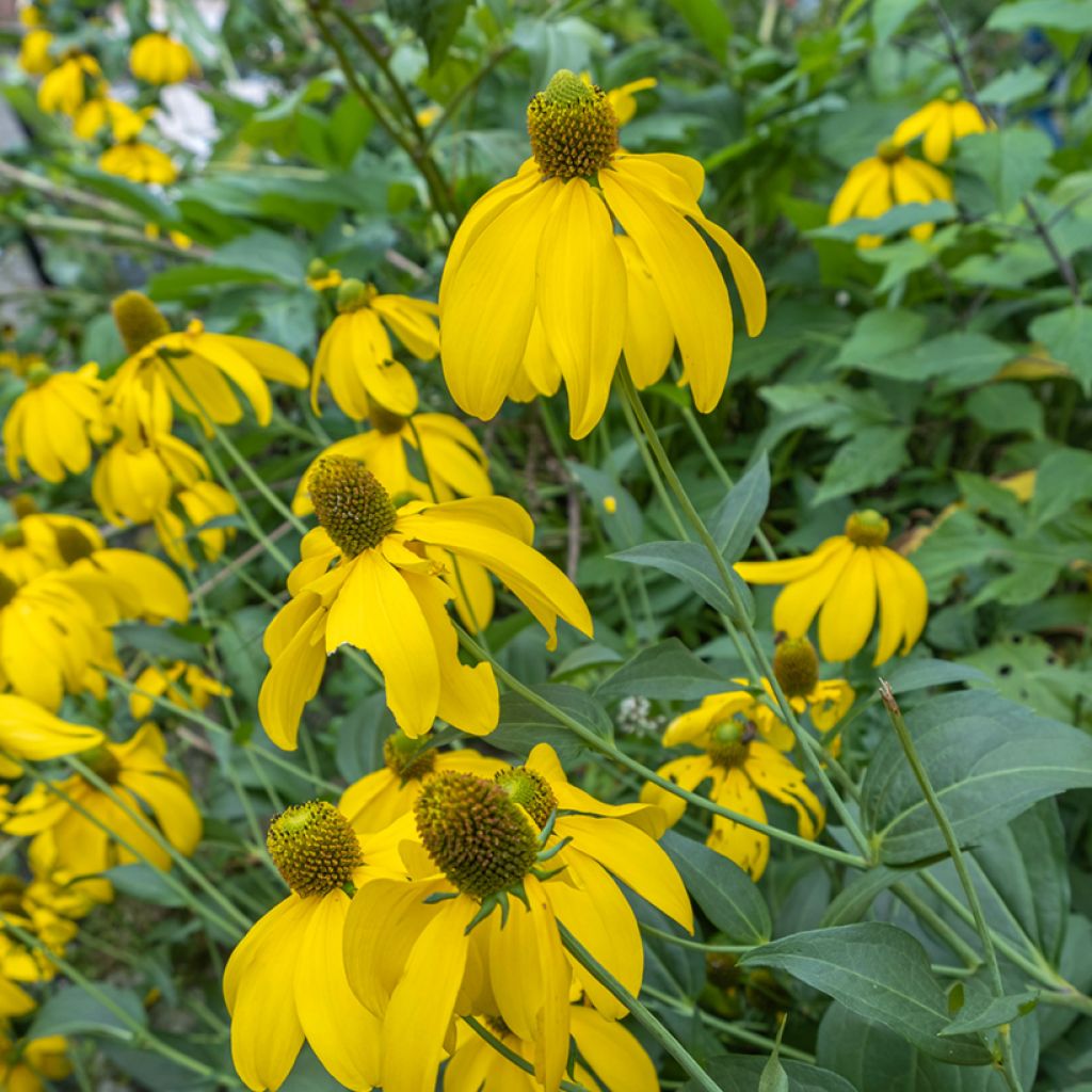 Fallschirm-Sonnenhut Herbstsonne - Rudbeckia nitida