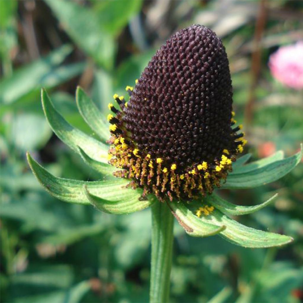 Garten-Sonnenhut Green Wizard - Rudbeckia occidentalis