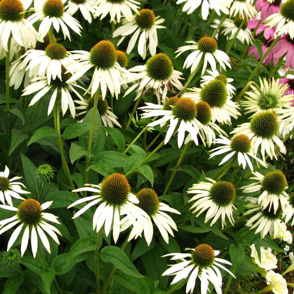 Echinacea purpurea Alba - Sonnenhut