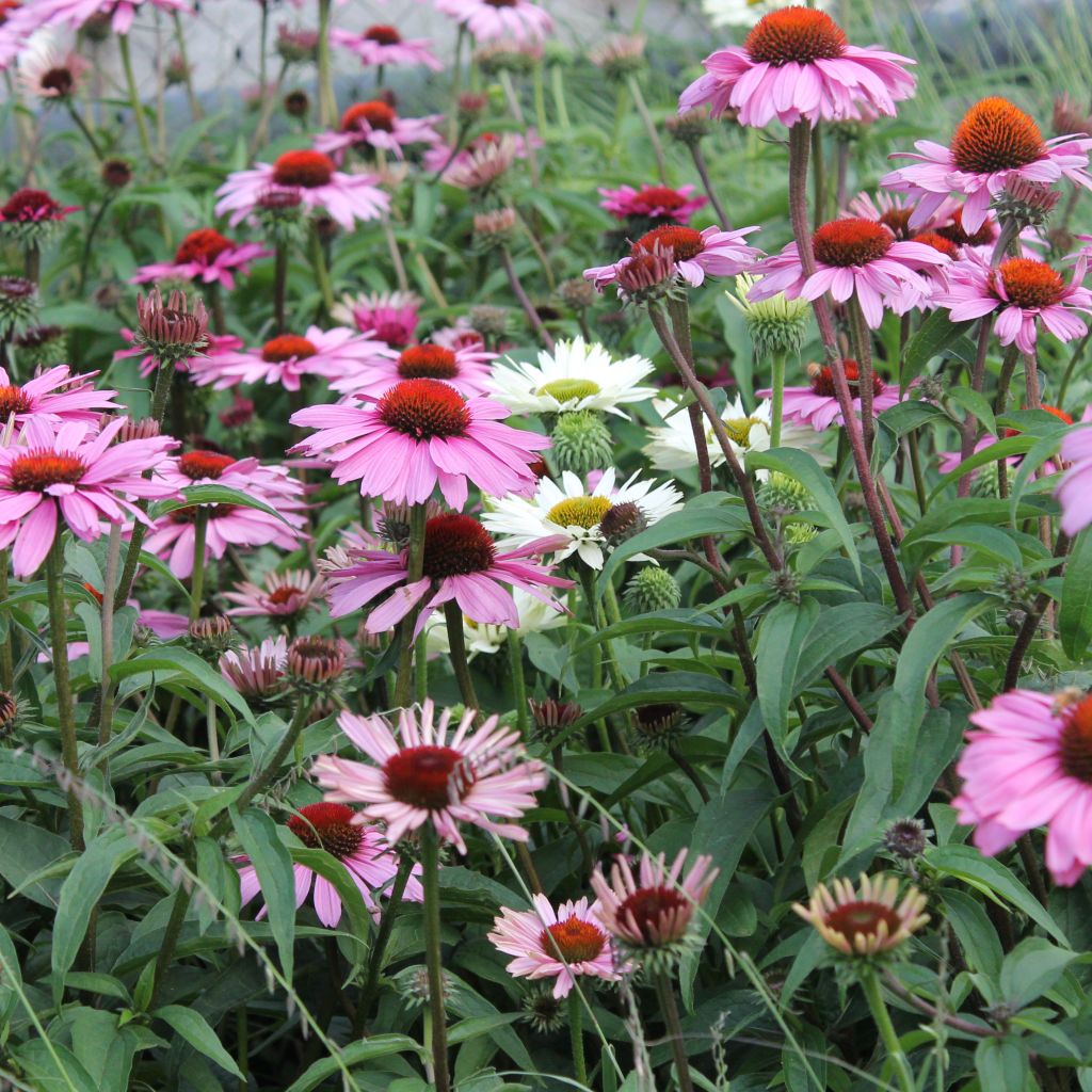 Echinacea purpurea Magnus - Sonnenhut