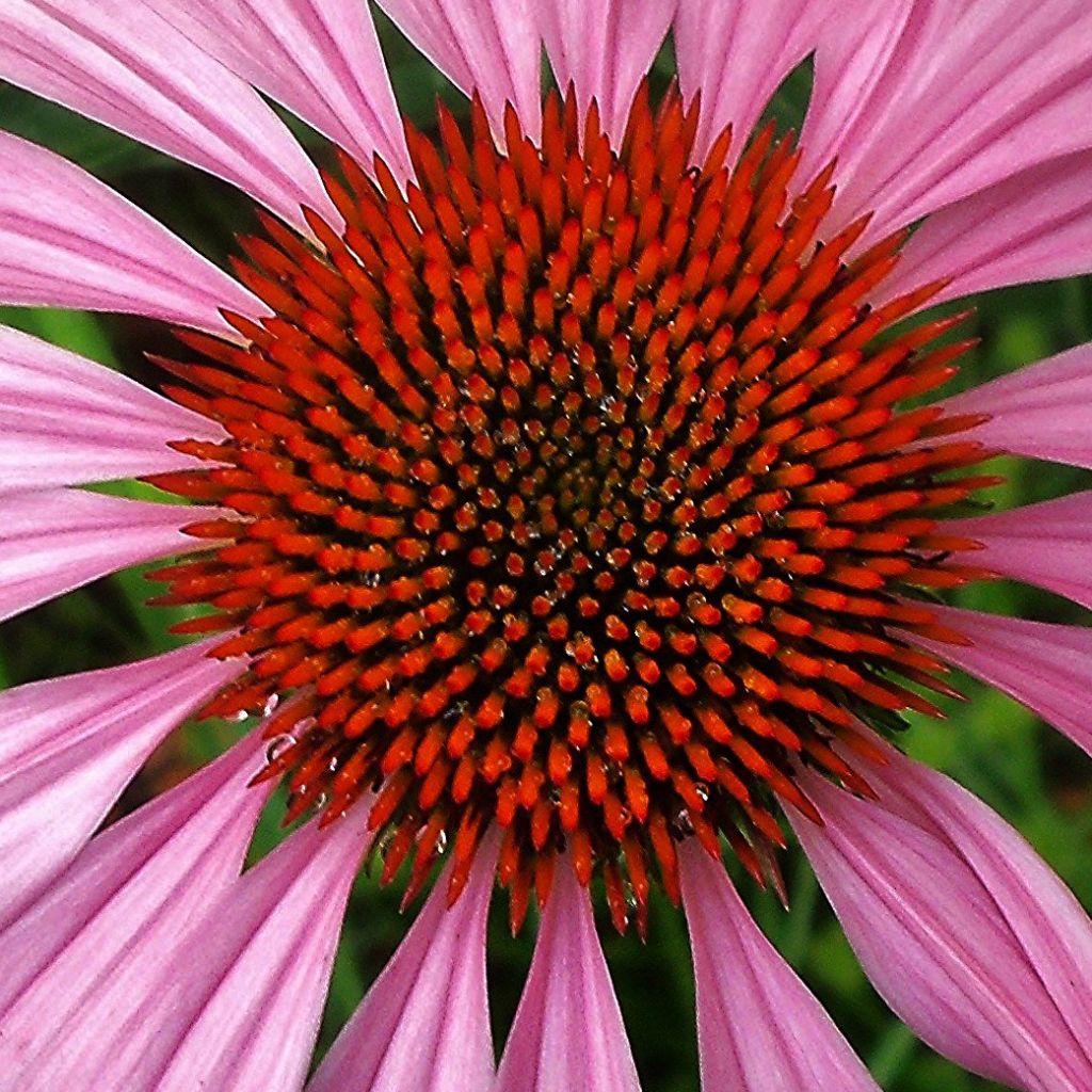 Echinacea purpurea Magnus - Sonnenhut