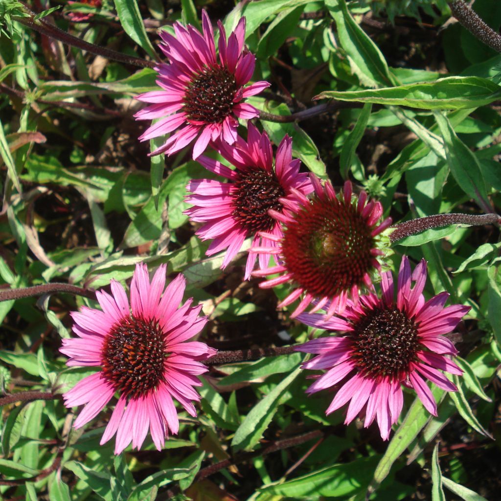 Echinacea purpurea Vintage Wine - Echinacée