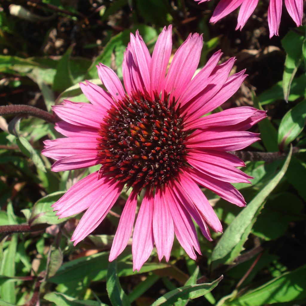 Rudbeckia ou Echinacea purpurea Vintage Wine - Rudbeckia pourpre