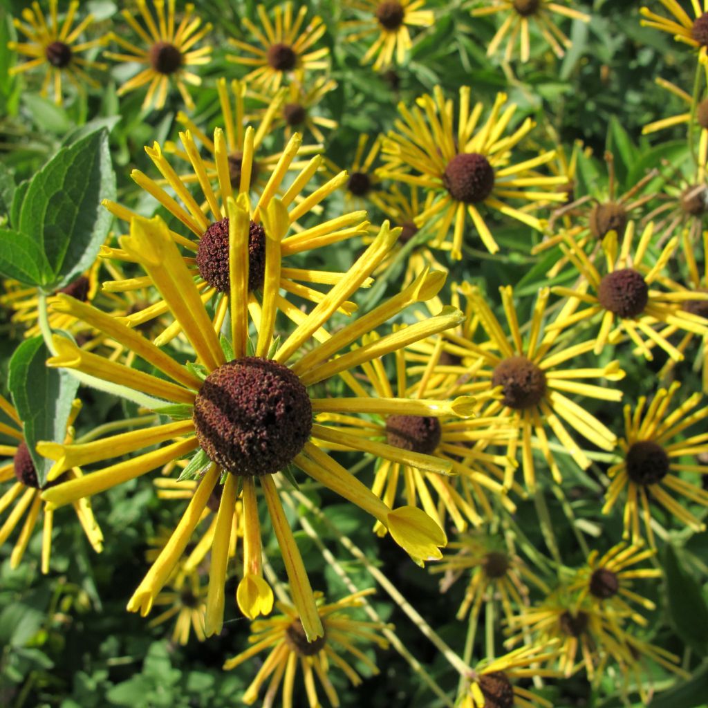 Schwachfilziger Sonnenhut Henry Eilers - Rudbeckia subtomentosa