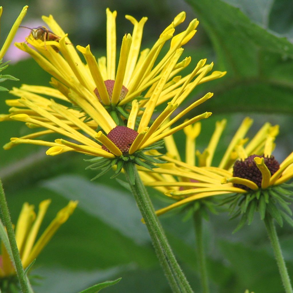 Schwachfilziger Sonnenhut Henry Eilers - Rudbeckia subtomentosa