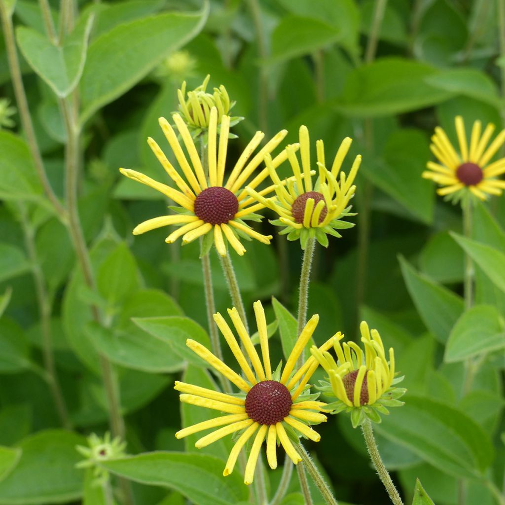 Schwachfilziger Sonnenhut Henry Eilers - Rudbeckia subtomentosa