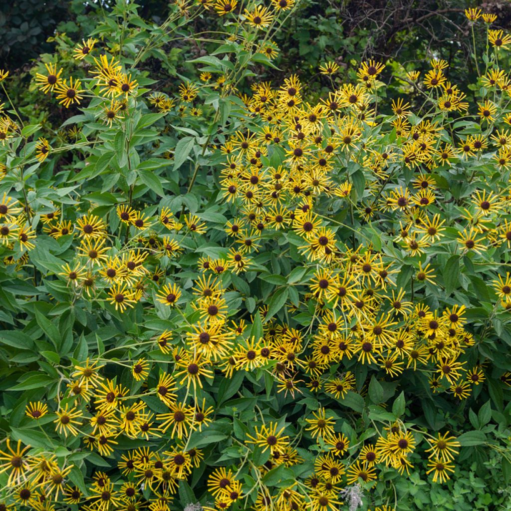 Schwachfilziger Sonnenhut Henry Eilers - Rudbeckia subtomentosa