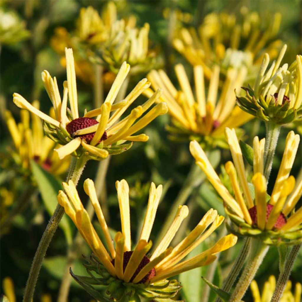 Schwachfilziger Sonnenhut Little Henry - Rudbeckia subtomentosa