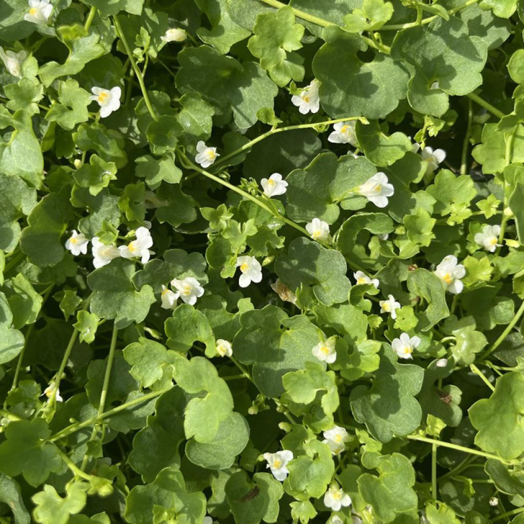 Cymbalaria muralis Alba - Zymbelkraut