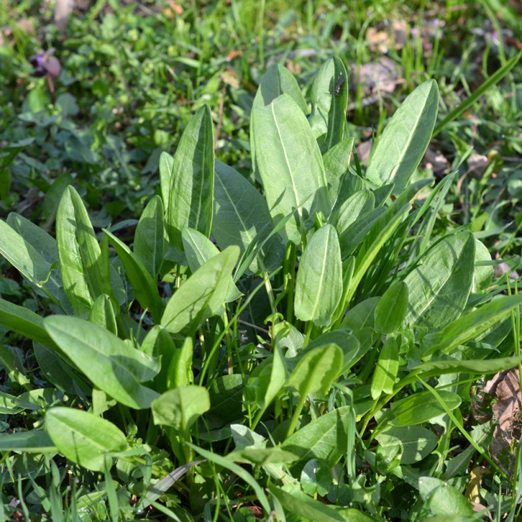 Ampfer - Rumex acetosa