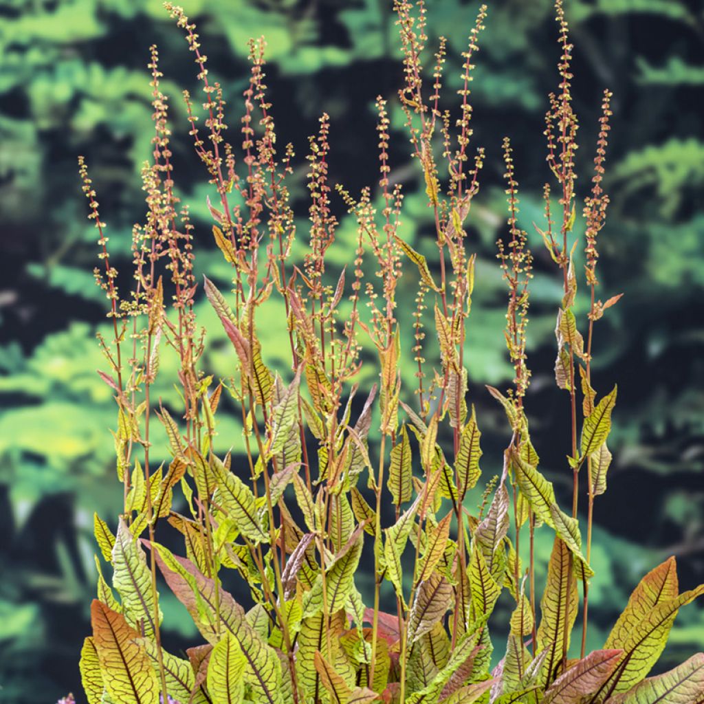 Ampfer - Rumex sauvignea