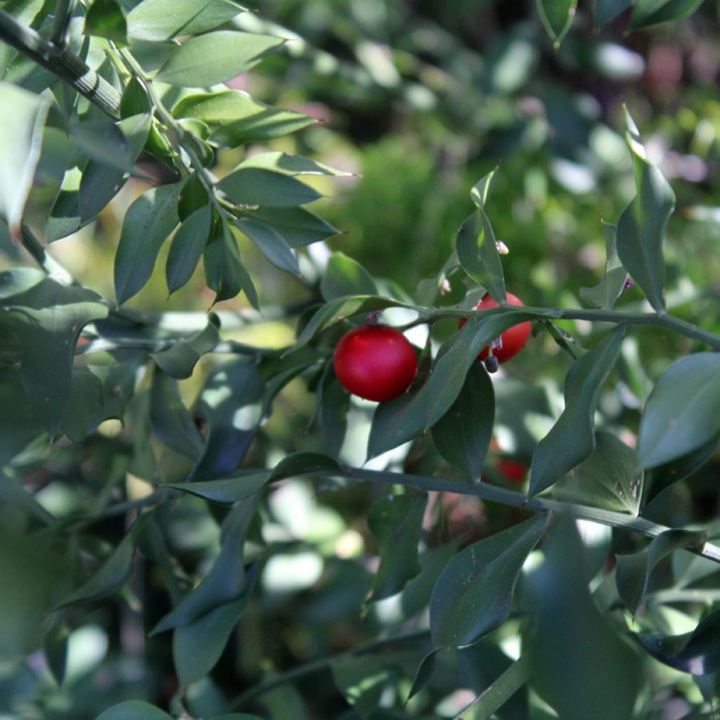 Ruscus aculeatus - Stechender Mäusedorn