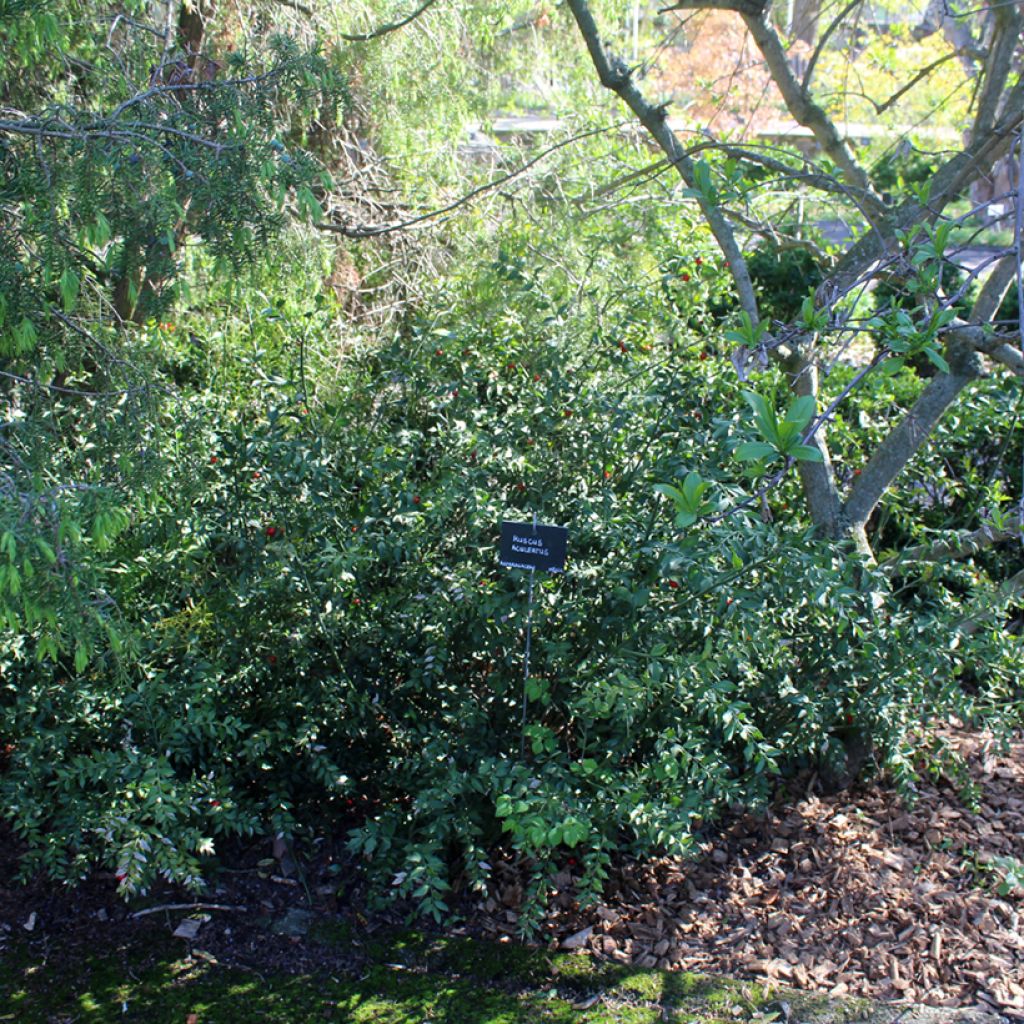 Ruscus aculeatus - Stechender Mäusedorn