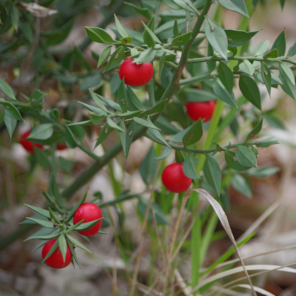 Ruscus aculeatus - Stechender Mäusedorn