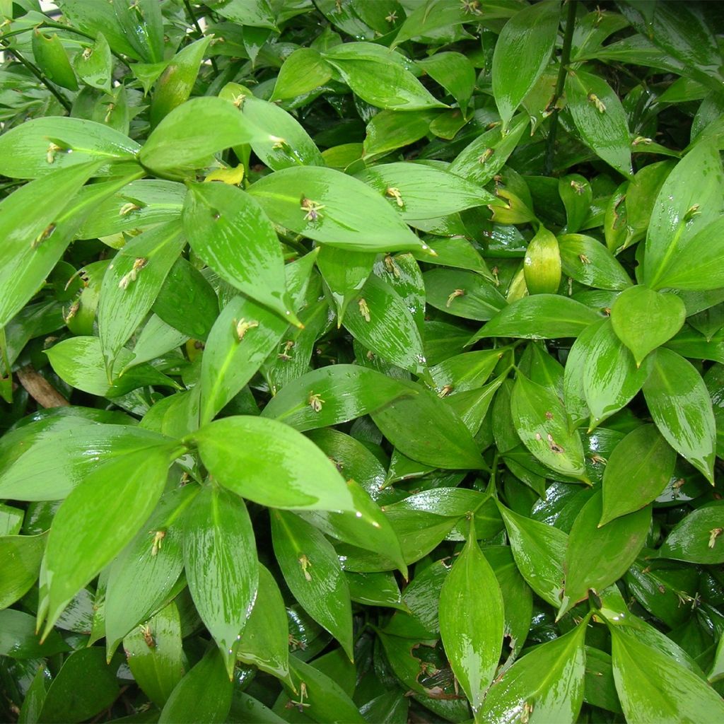 Ruscus hypoglossum - Fragon à langues