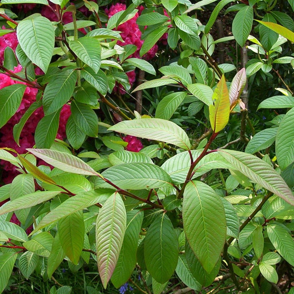 Moupin-Weide - Salix moupinensis