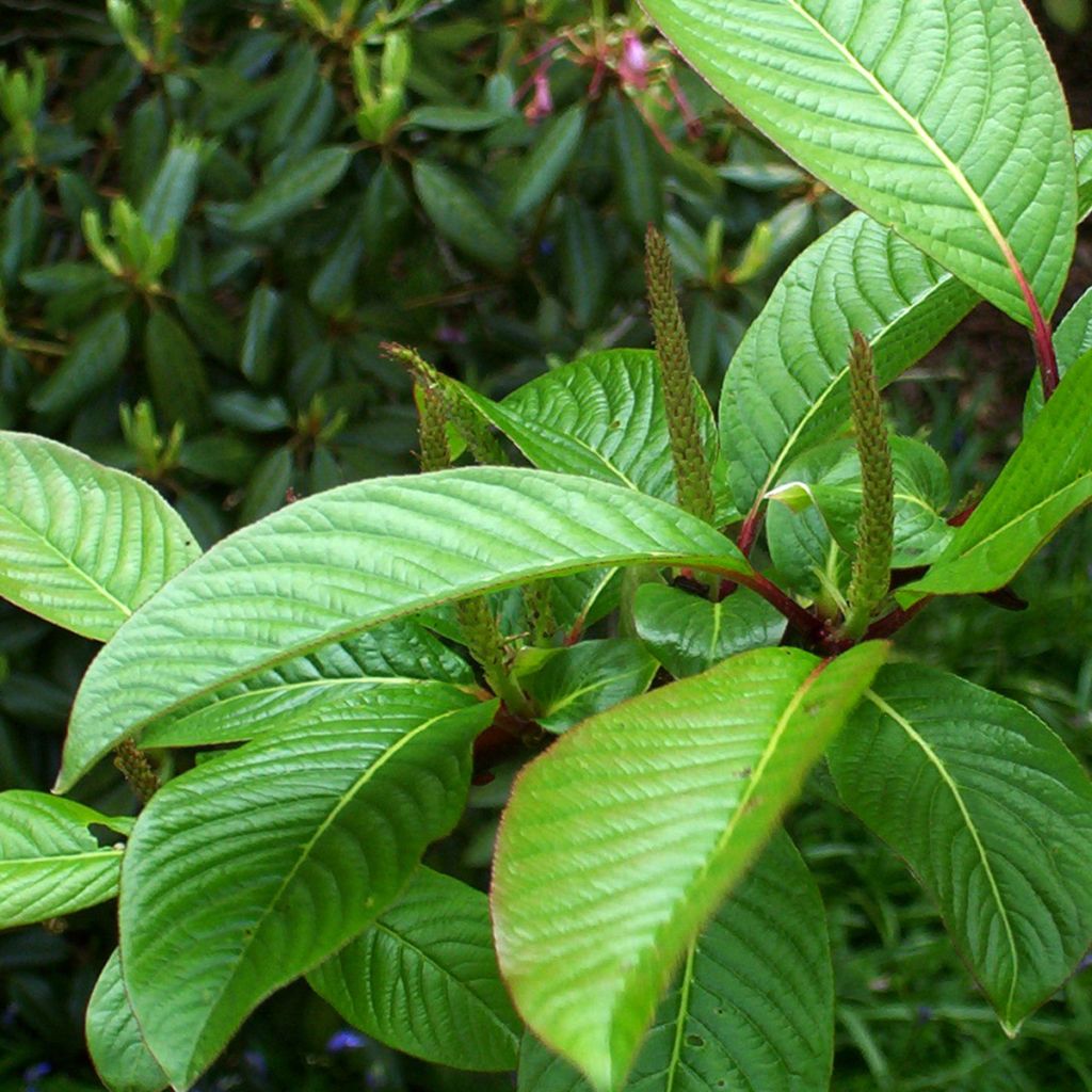 Moupin-Weide - Salix moupinensis