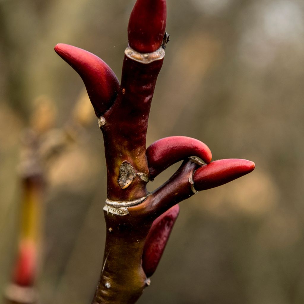 Moupin-Weide - Salix moupinensis